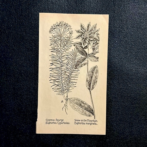 Euphorbias Antique Black and White Lithograph Print - Picture 2 of 5